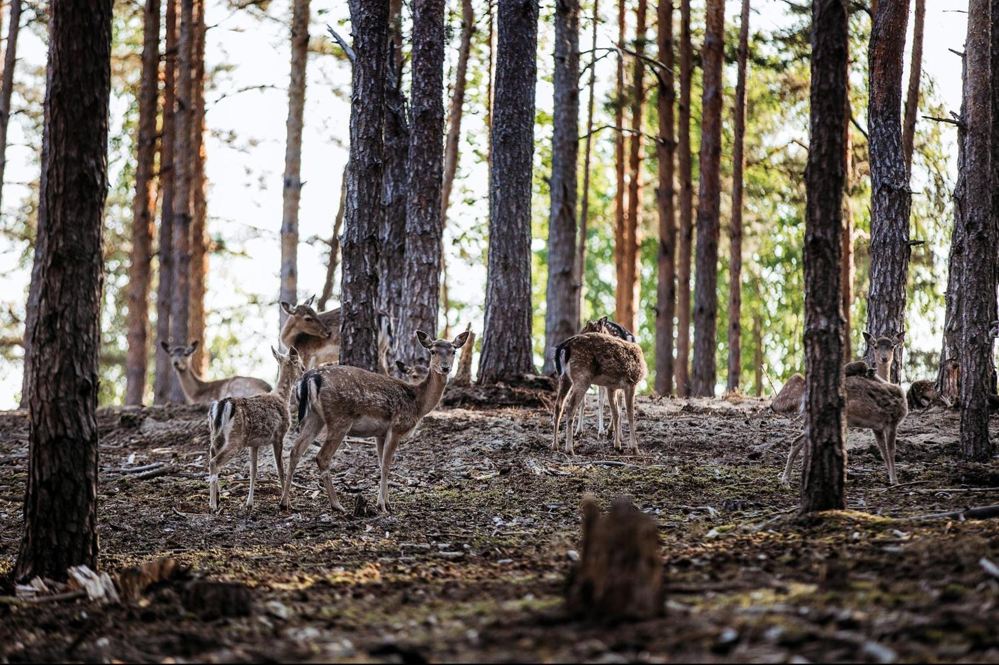 Отель Заміський комплекс відпочинку Zaliv Strasheve Экстерьер фото
